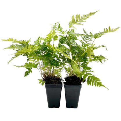 Autumn Fern in 3.5” Cubes (Dryopteris erythrosora ‘Autumn’)