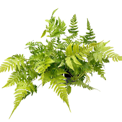 Autumn Fern in 3.5” Cubes (Dryopteris erythrosora ‘Autumn’)