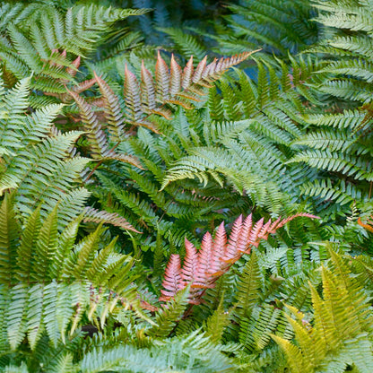 Autumn Fern in 3.5” Cubes (Dryopteris erythrosora ‘Autumn’)