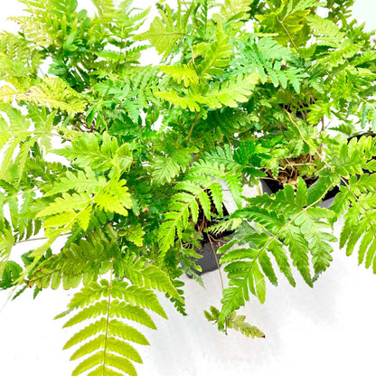 Autumn Fern in 3.5” Cubes (Dryopteris erythrosora ‘Autumn’)