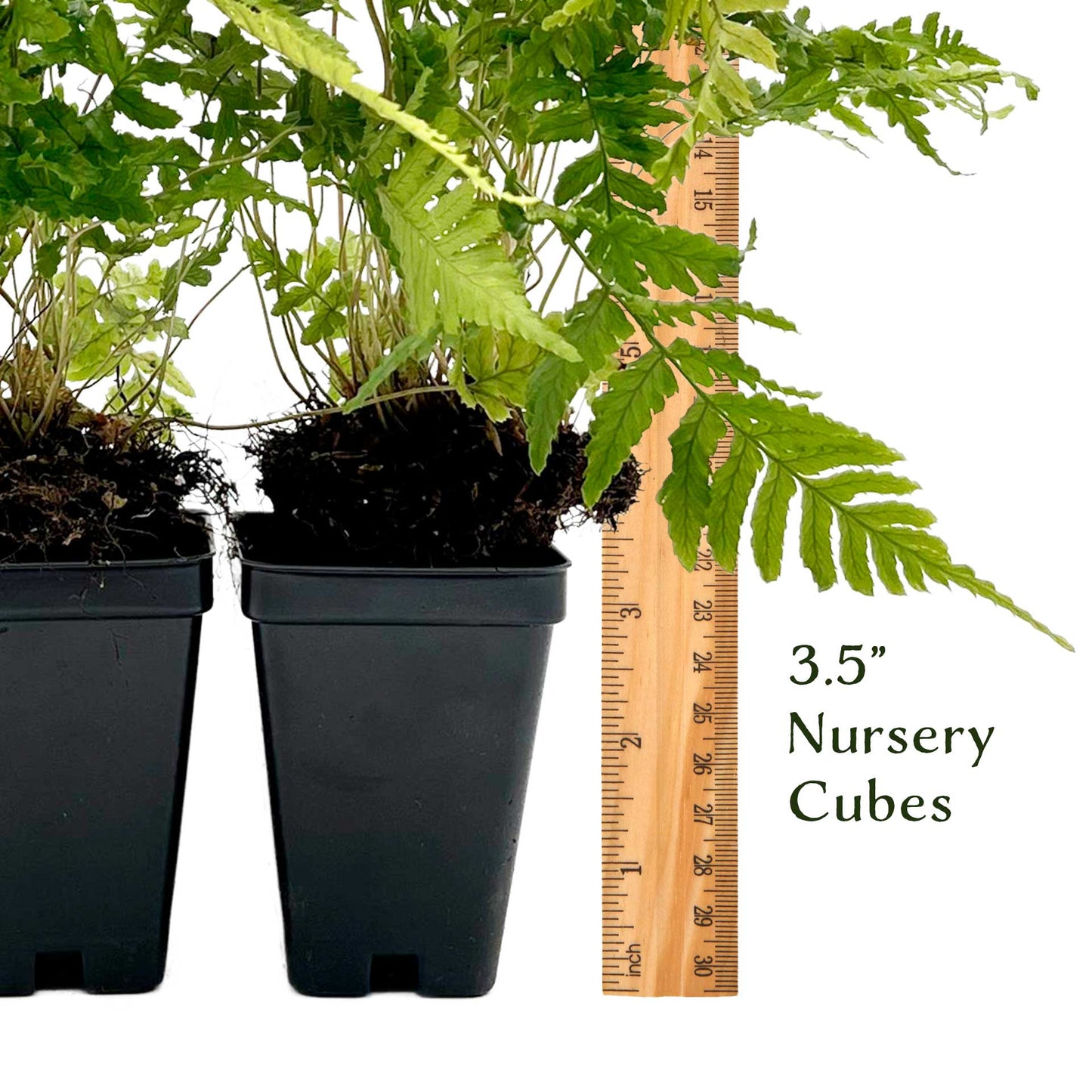 Autumn Fern in 3.5” Cubes (Dryopteris erythrosora ‘Autumn’)