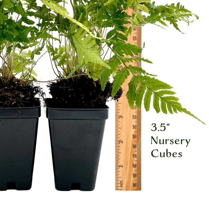 Autumn Fern in 3.5” Cubes (Dryopteris erythrosora ‘Autumn’)