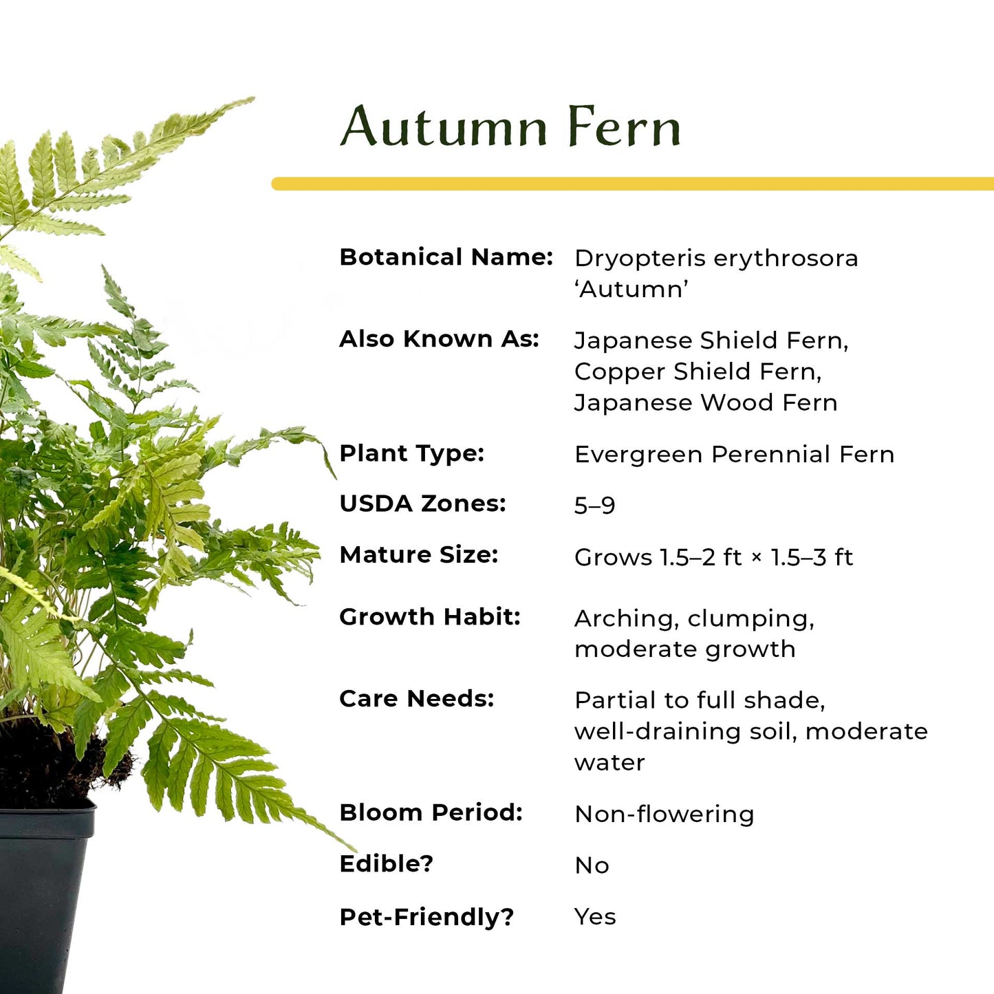 Autumn Fern in 3.5” Cubes (Dryopteris erythrosora ‘Autumn’)
