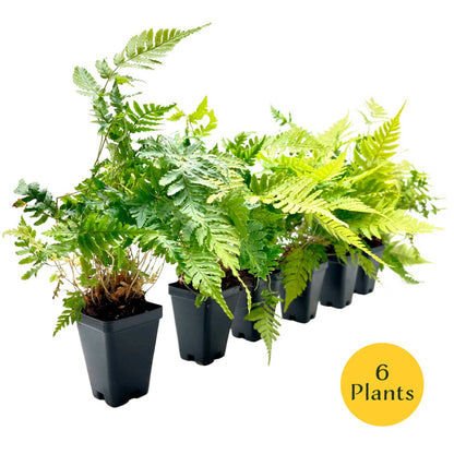Autumn Fern in 3.5” Cubes (Dryopteris erythrosora ‘Autumn’)
