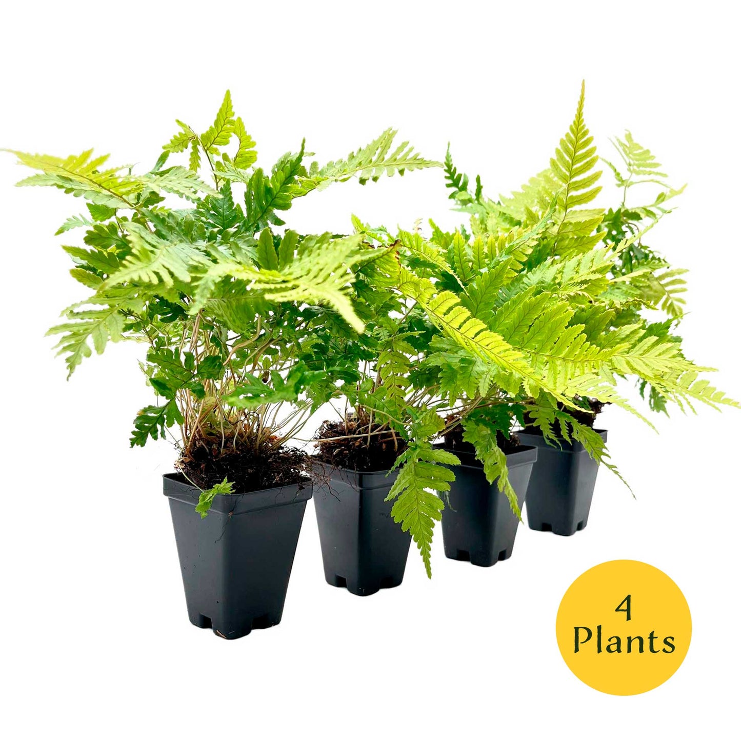 Autumn Fern in 3.5” Cubes (Dryopteris erythrosora ‘Autumn’)