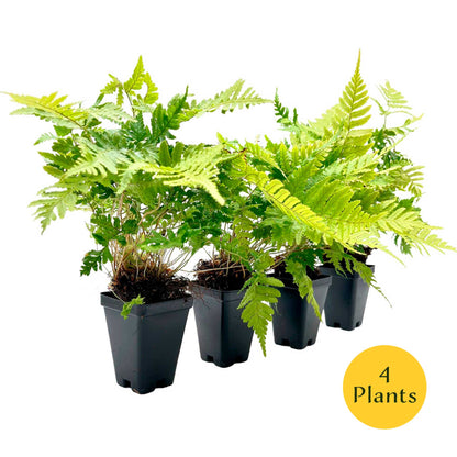 Autumn Fern in 3.5” Cubes (Dryopteris erythrosora ‘Autumn’)