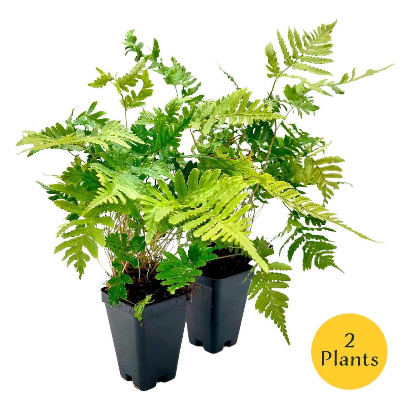 Autumn Fern in 3.5” Cubes (Dryopteris erythrosora ‘Autumn’)