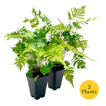 Autumn Fern in 3.5” Cubes (Dryopteris erythrosora ‘Autumn’)