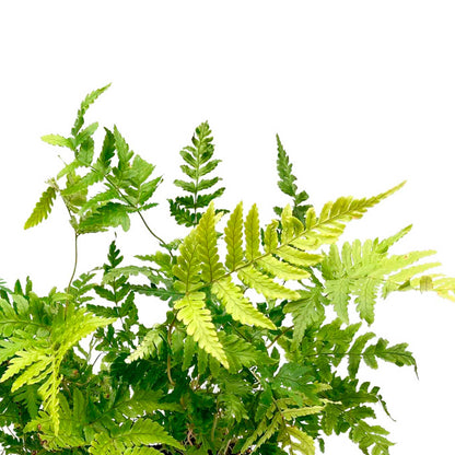 Autumn Fern in 3.5” Cubes (Dryopteris erythrosora ‘Autumn’)