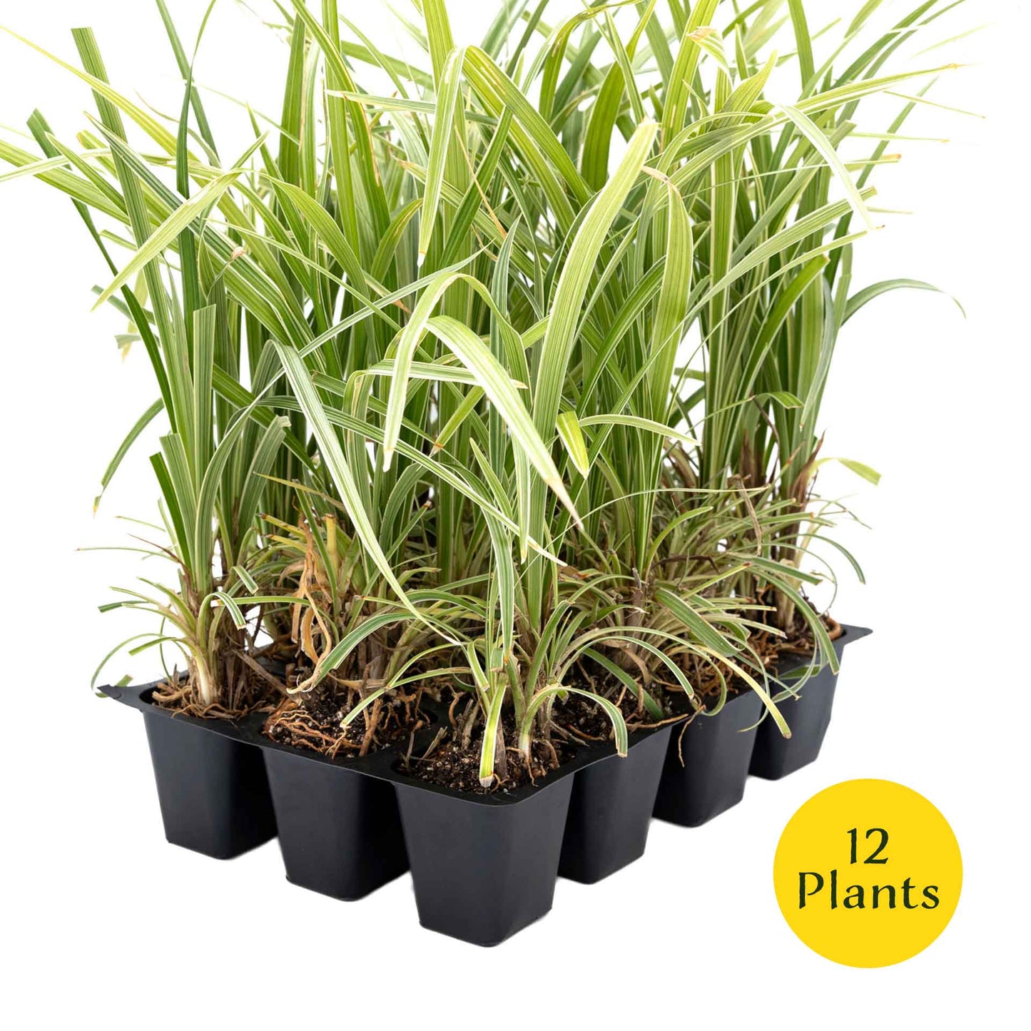 3 Aztec Grass, Live Plants in 2.5" Cubes (liriope Aztec Grass) Evergreen Ornamental Grass with Graceful Green-White Variegated Foliage