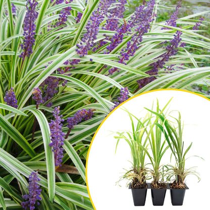 3 Aztec Grass, Live Plants in 2.5" Cubes (liriope Aztec Grass) Evergreen Ornamental Grass with Graceful Green-White Variegated Foliage