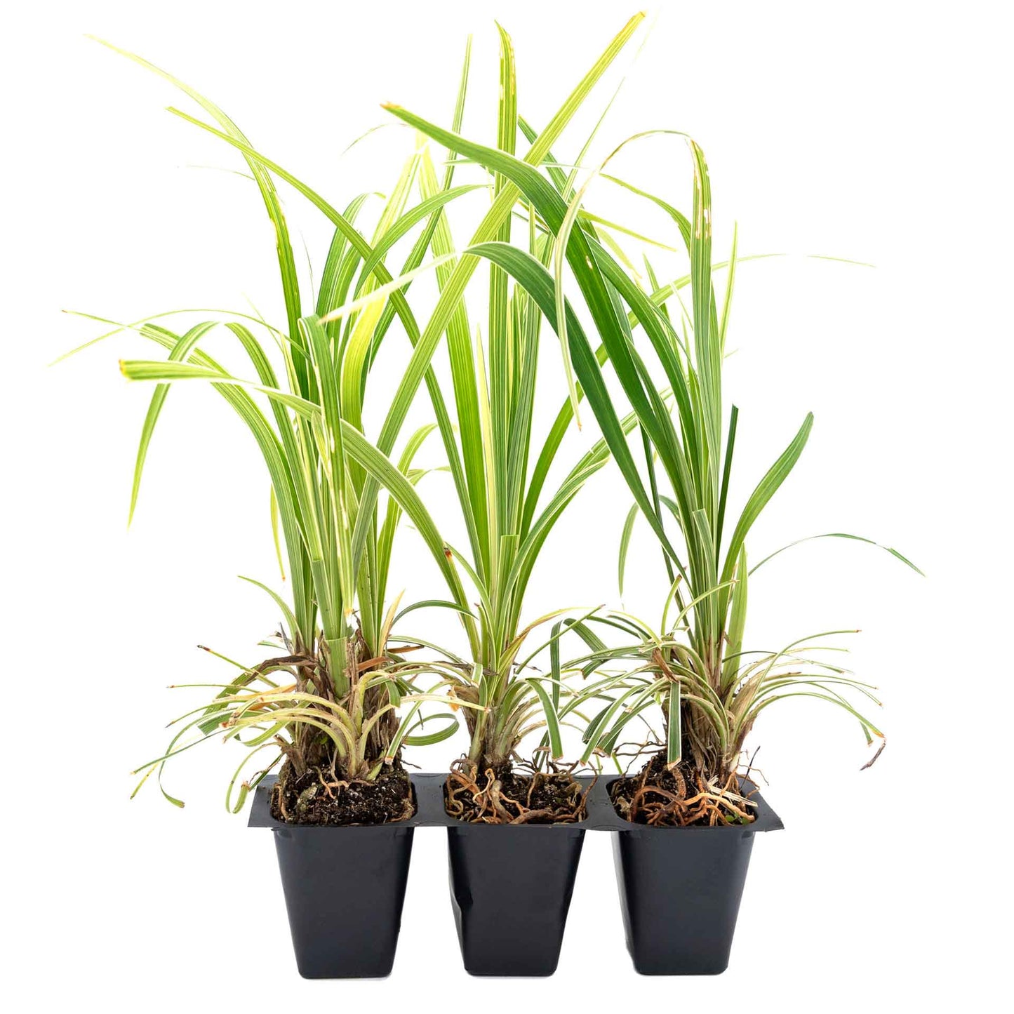3 Aztec Grass, Live Plants in 2.5" Cubes (liriope Aztec Grass) Evergreen Ornamental Grass with Graceful Green-White Variegated Foliage