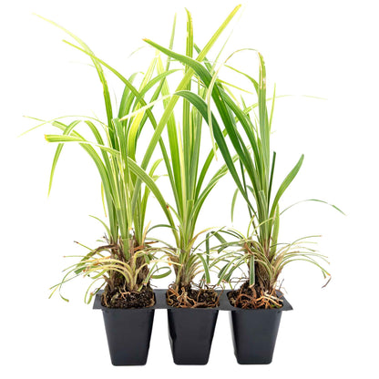 3 Aztec Grass, Live Plants in 2.5" Cubes (liriope Aztec Grass) Evergreen Ornamental Grass with Graceful Green-White Variegated Foliage