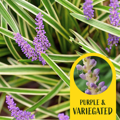3 Aztec Grass, Live Plants in 2.5" Cubes (liriope Aztec Grass) Evergreen Ornamental Grass with Graceful Green-White Variegated Foliage