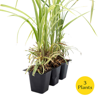 3 Aztec Grass, Live Plants in 2.5" Cubes (liriope Aztec Grass) Evergreen Ornamental Grass with Graceful Green-White Variegated Foliage