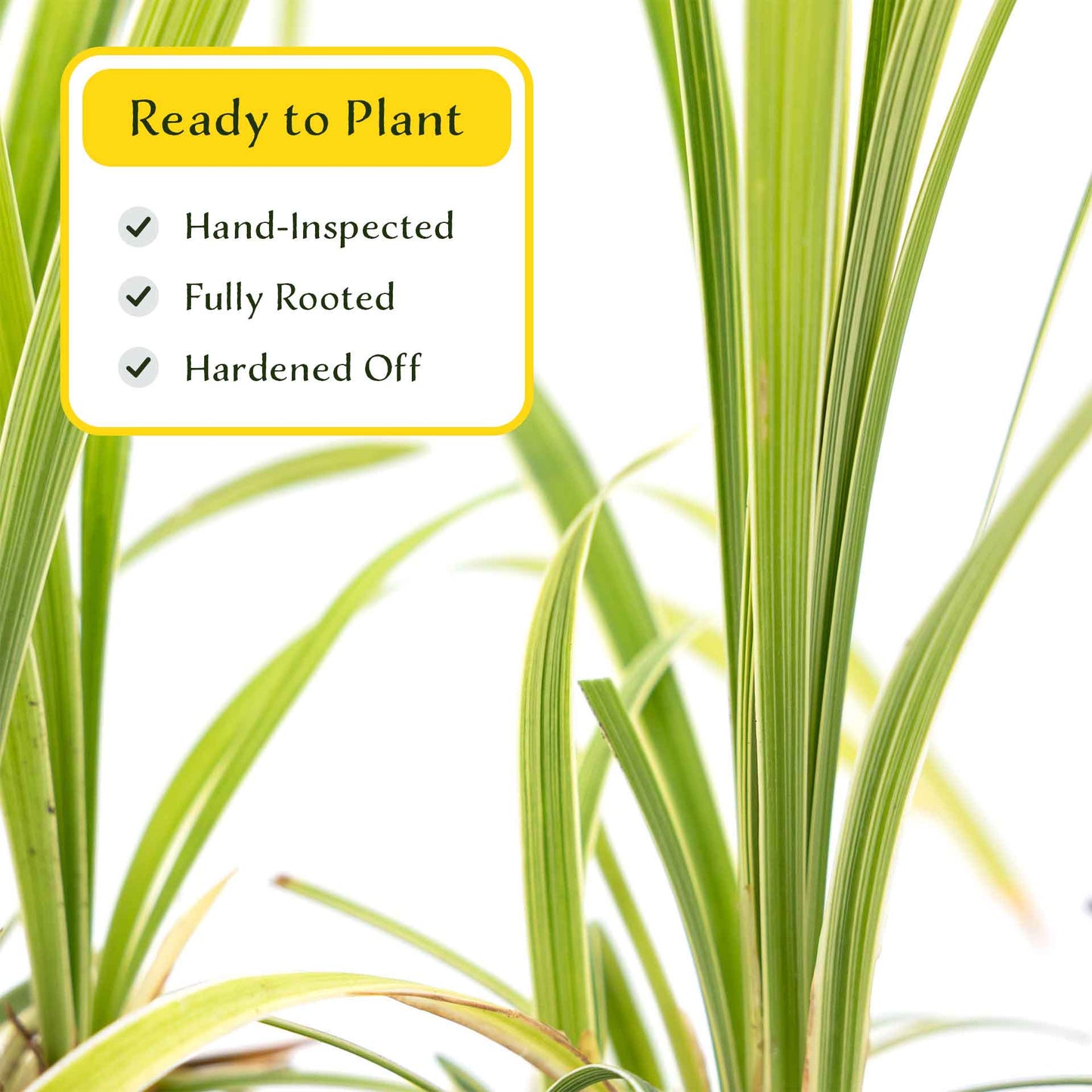 3 Aztec Grass, Live Plants in 2.5" Cubes (liriope Aztec Grass) Evergreen Ornamental Grass with Graceful Green-White Variegated Foliage