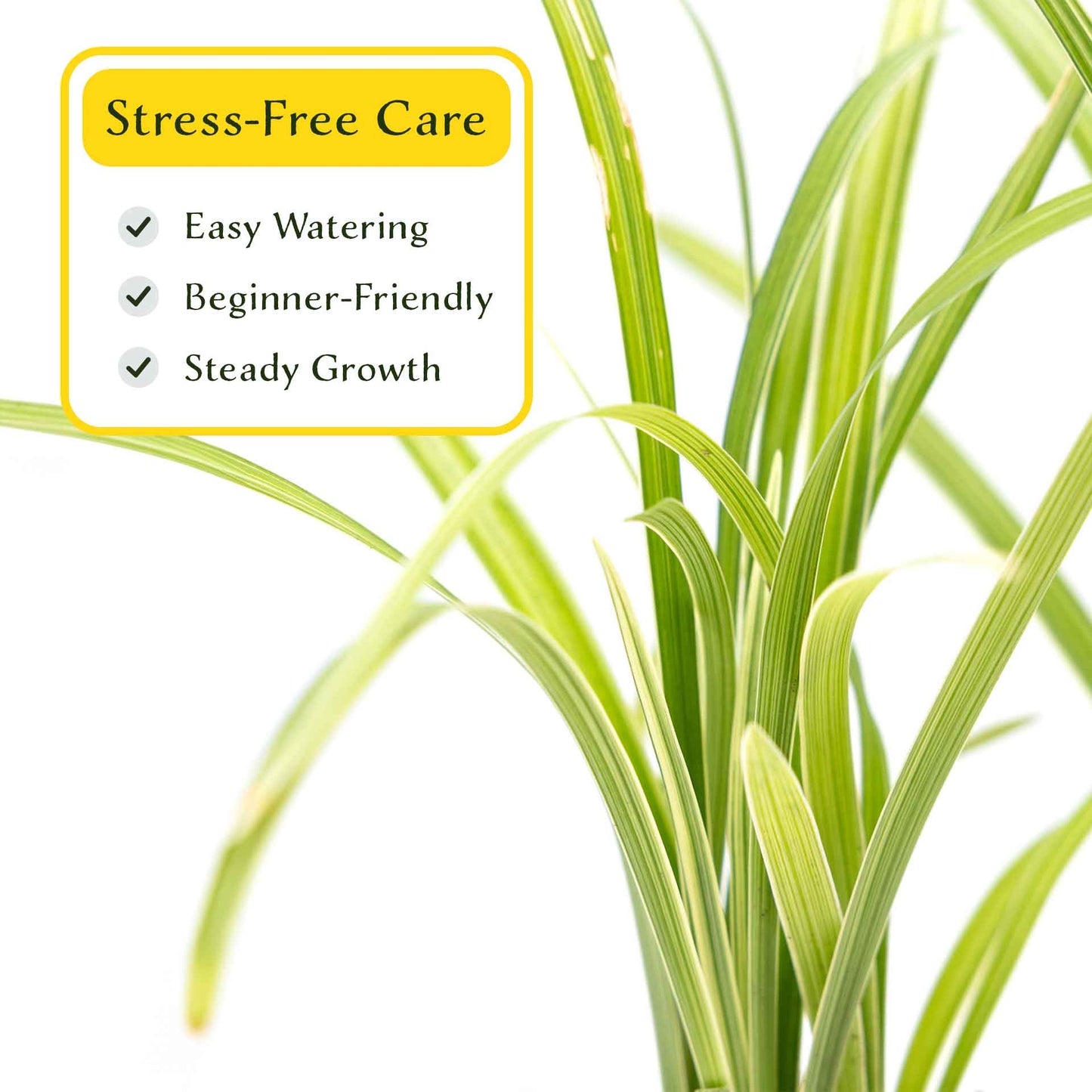 3 Aztec Grass, Live Plants in 2.5" Cubes (liriope Aztec Grass) Evergreen Ornamental Grass with Graceful Green-White Variegated Foliage