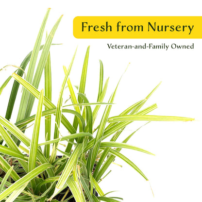 3 Aztec Grass, Live Plants in 2.5" Cubes (liriope Aztec Grass) Evergreen Ornamental Grass with Graceful Green-White Variegated Foliage