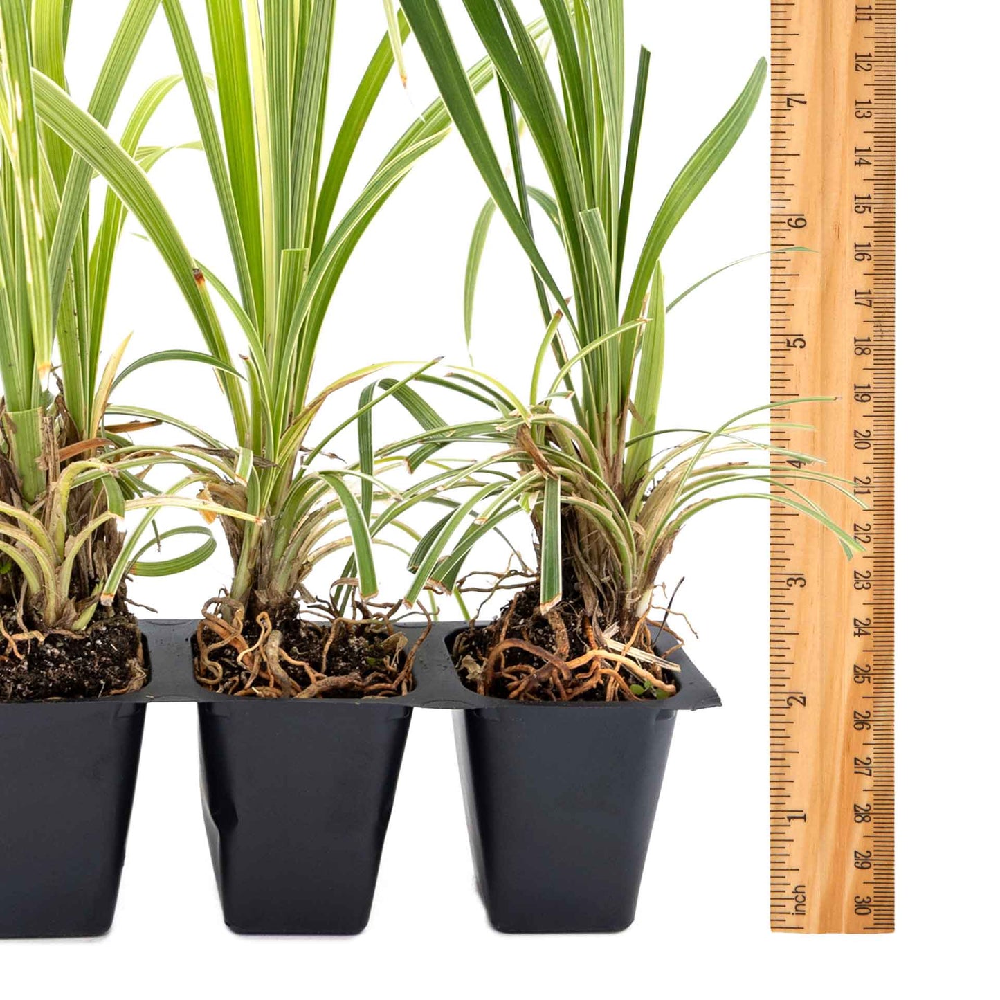 3 Aztec Grass, Live Plants in 2.5" Cubes (liriope Aztec Grass) Evergreen Ornamental Grass with Graceful Green-White Variegated Foliage