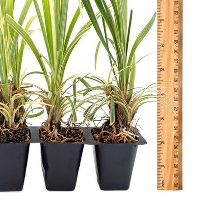 3 Aztec Grass, Live Plants in 2.5" Cubes (liriope Aztec Grass) Evergreen Ornamental Grass with Graceful Green-White Variegated Foliage