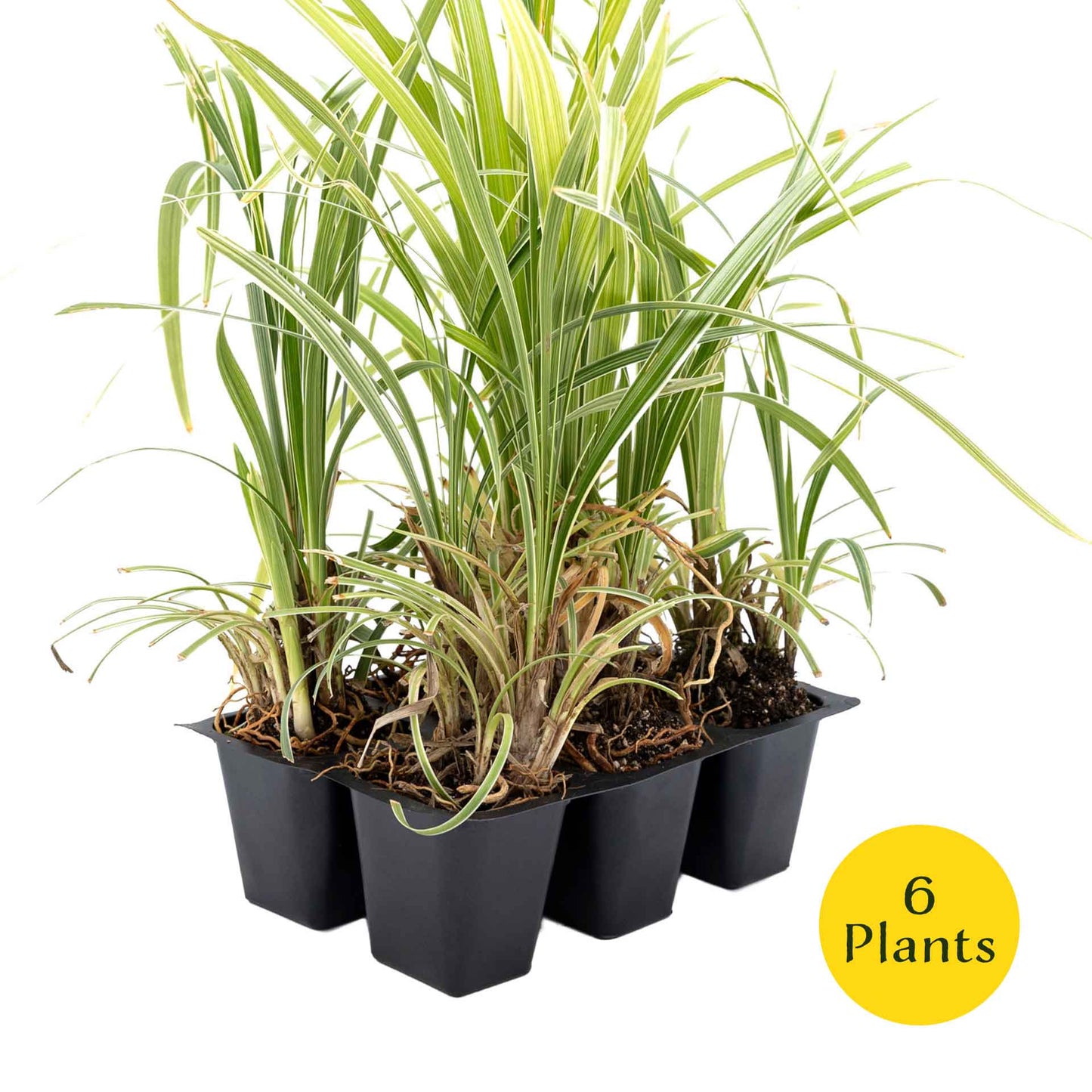 3 Aztec Grass, Live Plants in 2.5" Cubes (liriope Aztec Grass) Evergreen Ornamental Grass with Graceful Green-White Variegated Foliage