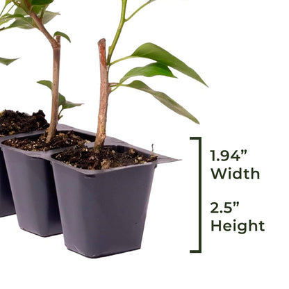 Barbara Karst Bougainvillea | Live Plant in 2.5 Inch Nursery Cube | Bougainvillea x buttiana 'Barbara Karst'