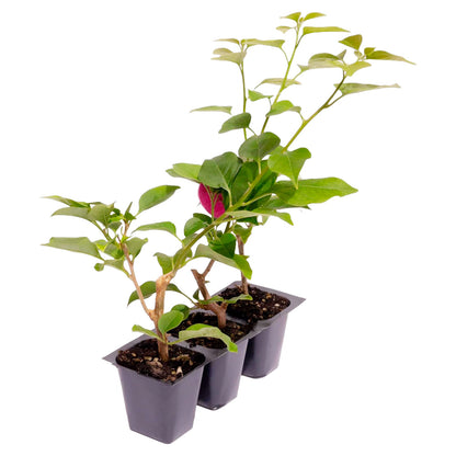 Barbara Karst Bougainvillea | Live Plant in 2.5 Inch Nursery Cube | Bougainvillea x buttiana 'Barbara Karst'