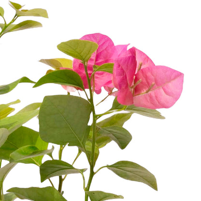 Barbara Karst Bougainvillea | Live Plant in 2.5 Inch Nursery Cube | Bougainvillea x buttiana 'Barbara Karst'