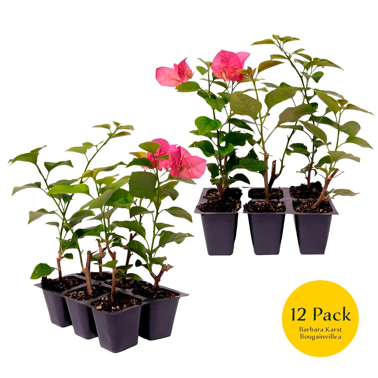 Barbara Karst Bougainvillea | Live Plant in 2.5 Inch Nursery Cube | Bougainvillea x buttiana 'Barbara Karst'