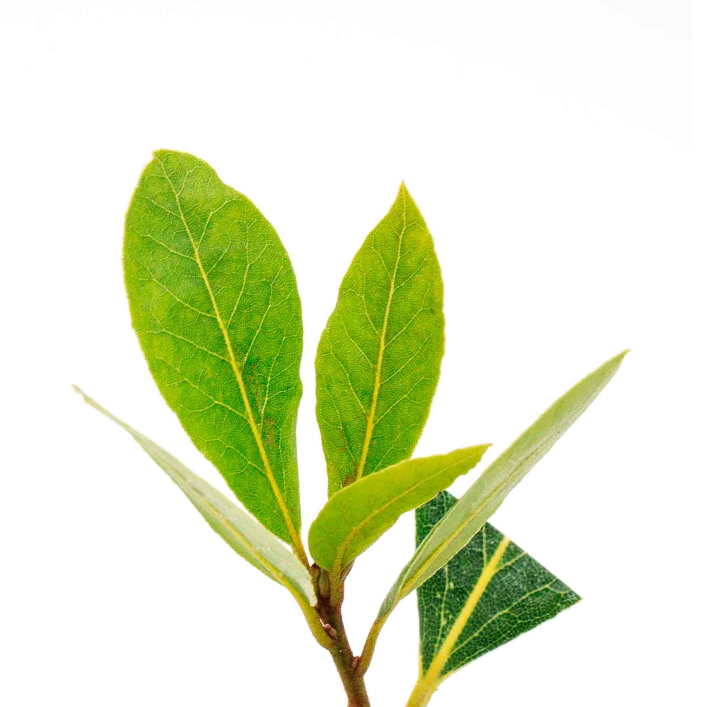 Bay Laurel (Laurus Nobilis) in 2.5 Inch Nursery Cubes