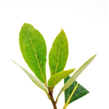 Bay Laurel (Laurus Nobilis) in 2.5 Inch Nursery Cubes