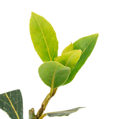Bay Laurel (Laurus Nobilis) in 2.5 Inch Nursery Cubes