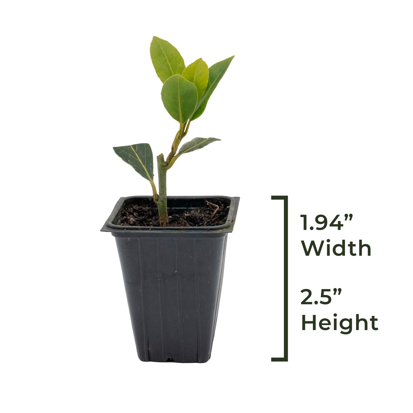 Bay Laurel | Live Herb in 2.5 Inch Nursery Cube | Laurus Nobilis
