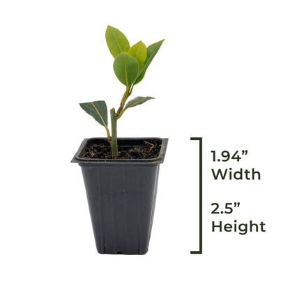 Bay Laurel | Live Herb in 2.5 Inch Nursery Cube | Laurus Nobilis