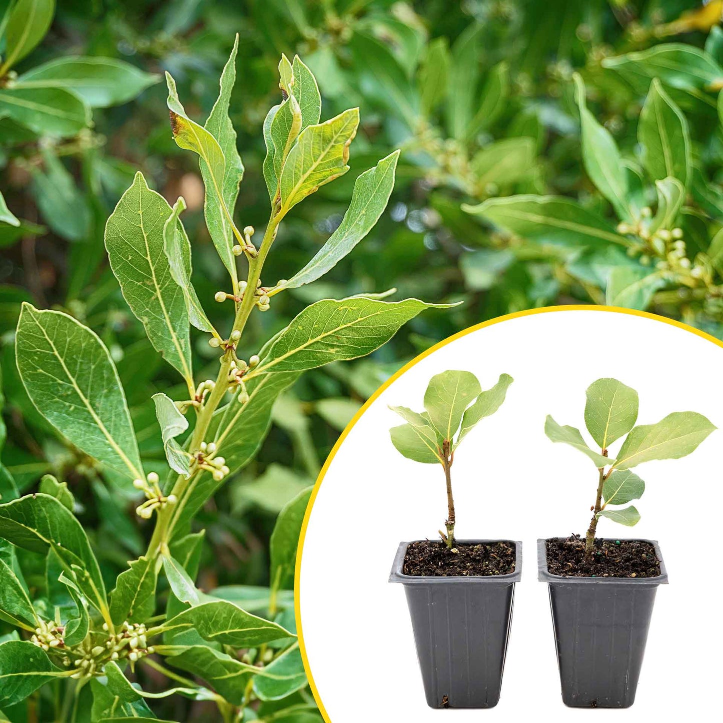 2 Saratoga Bay Laurel Plants in 3.5" Cubes | Aromatic Edible Evergreen Shrub | Culinary Herb for Hedges & Garden (Laurus nobilis 'Saratoga')
