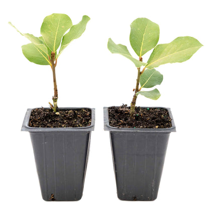 2 Saratoga Bay Laurel Plants in 3.5" Cubes | Aromatic Edible Evergreen Shrub | Culinary Herb for Hedges & Garden (Laurus nobilis 'Saratoga')