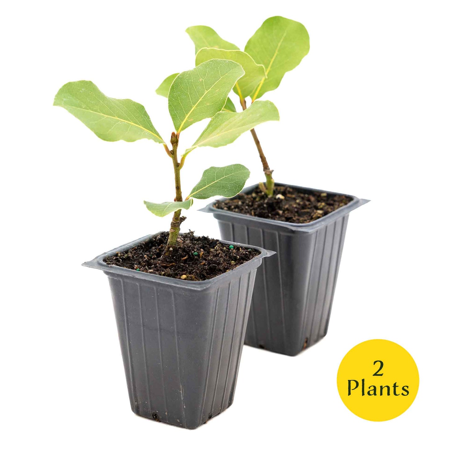 2 Saratoga Bay Laurel Plants in 3.5" Cubes | Aromatic Edible Evergreen Shrub | Culinary Herb for Hedges & Garden (Laurus nobilis 'Saratoga')