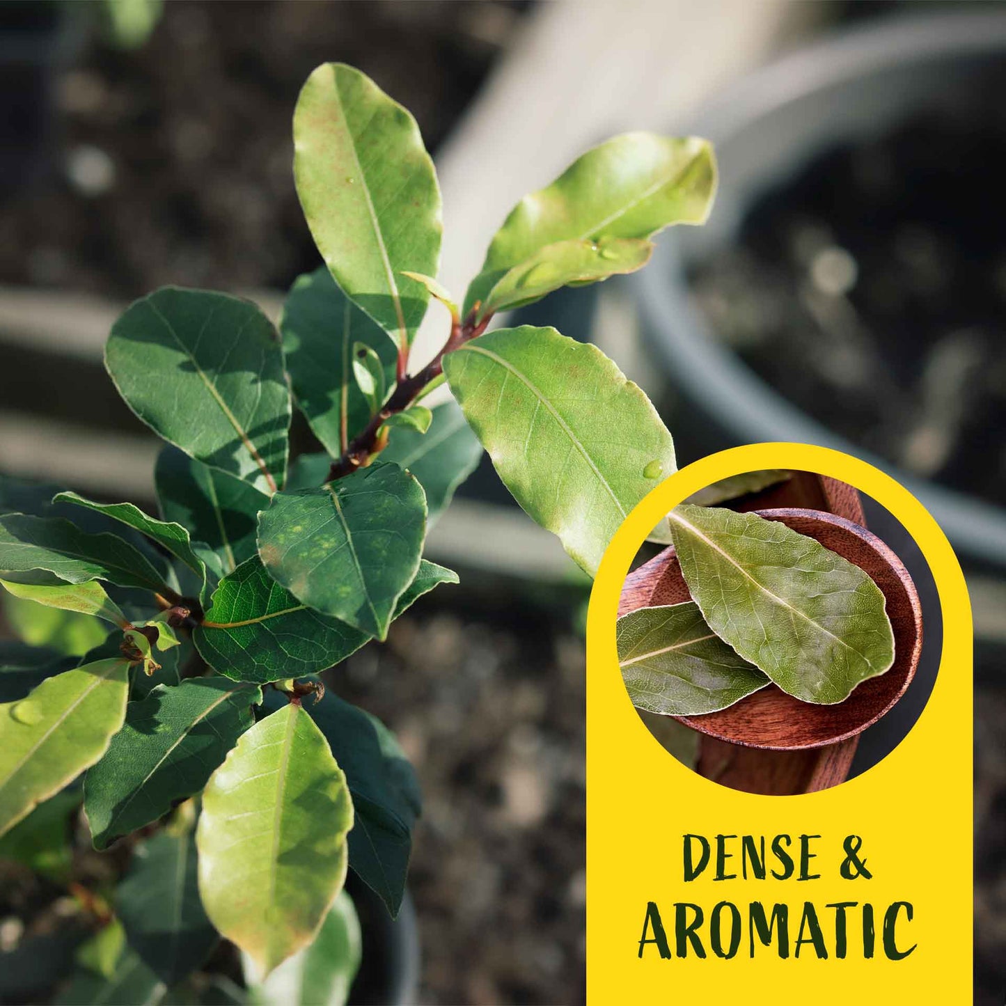 2 Saratoga Bay Laurel Plants in 3.5" Cubes | Aromatic Edible Evergreen Shrub | Culinary Herb for Hedges & Garden (Laurus nobilis 'Saratoga')