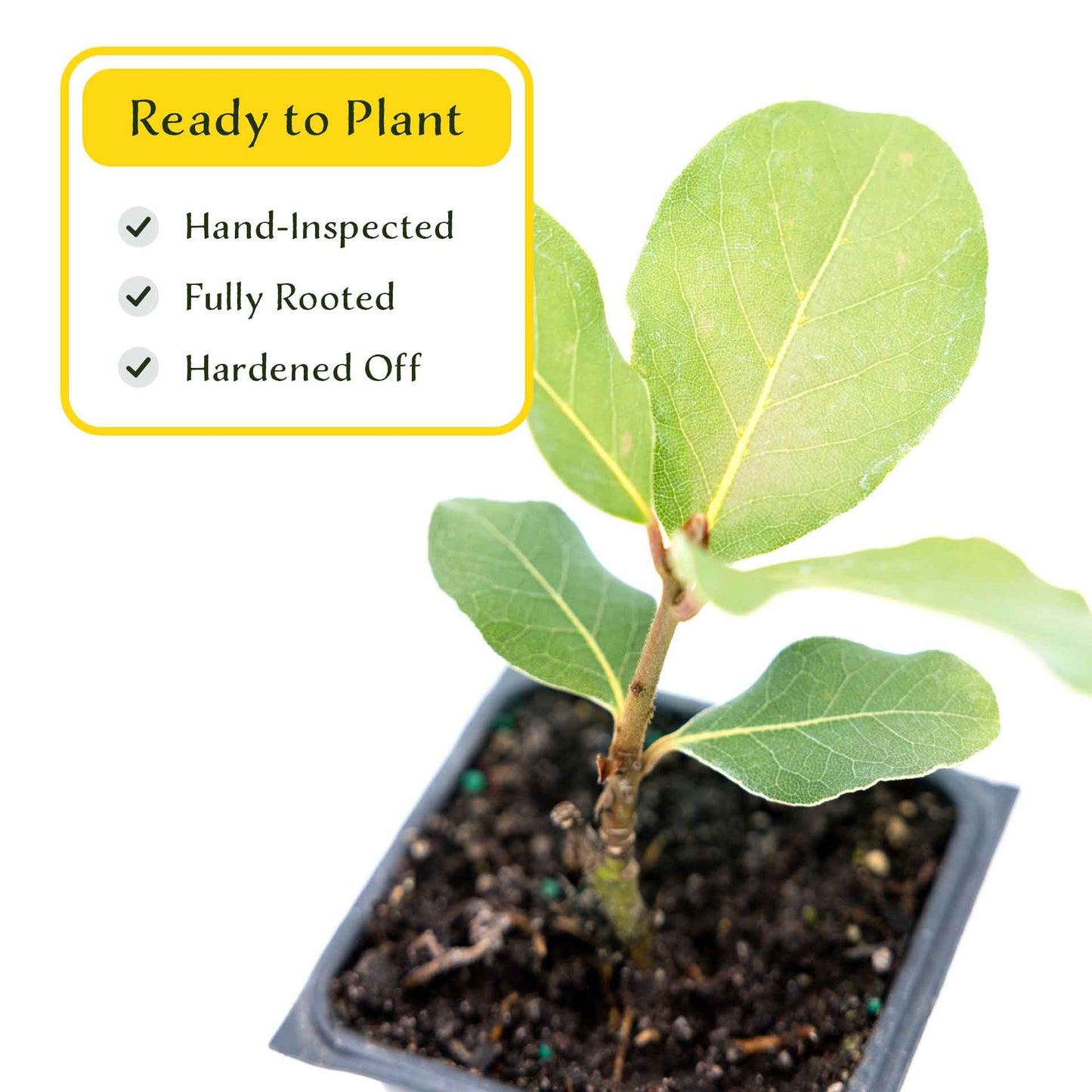 2 Saratoga Bay Laurel Plants in 3.5" Cubes | Aromatic Edible Evergreen Shrub | Culinary Herb for Hedges & Garden (Laurus nobilis 'Saratoga')
