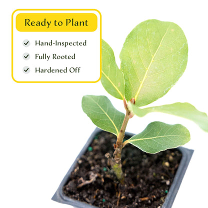 2 Saratoga Bay Laurel Plants in 3.5" Cubes | Aromatic Edible Evergreen Shrub | Culinary Herb for Hedges & Garden (Laurus nobilis 'Saratoga')