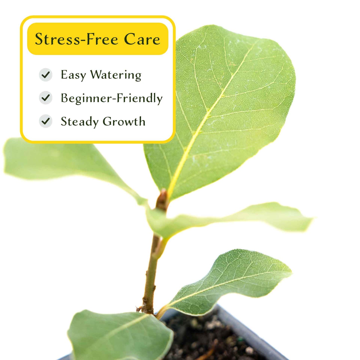2 Saratoga Bay Laurel Plants in 3.5" Cubes | Aromatic Edible Evergreen Shrub | Culinary Herb for Hedges & Garden (Laurus nobilis 'Saratoga')