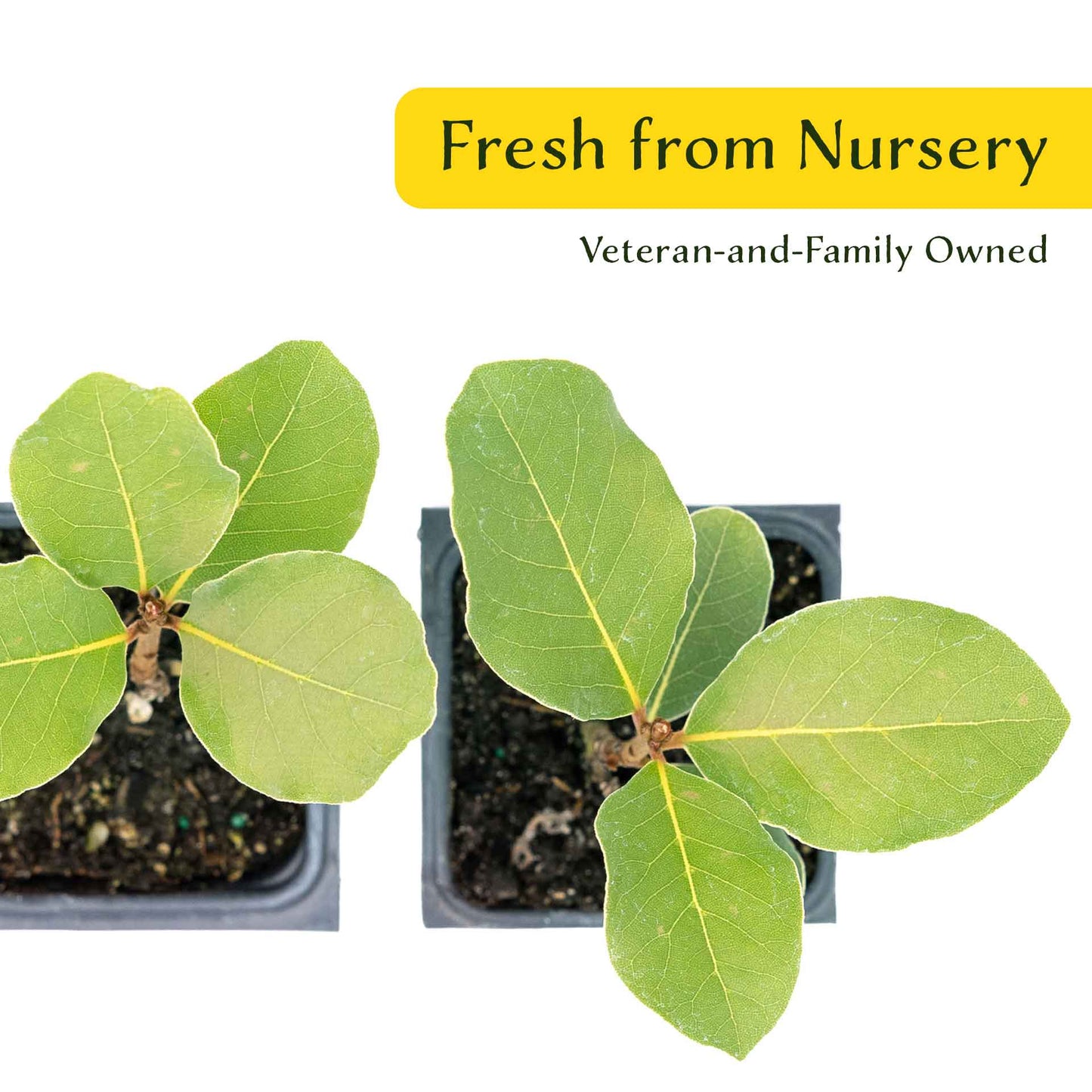 2 Saratoga Bay Laurel Plants in 3.5" Cubes | Aromatic Edible Evergreen Shrub | Culinary Herb for Hedges & Garden (Laurus nobilis 'Saratoga')