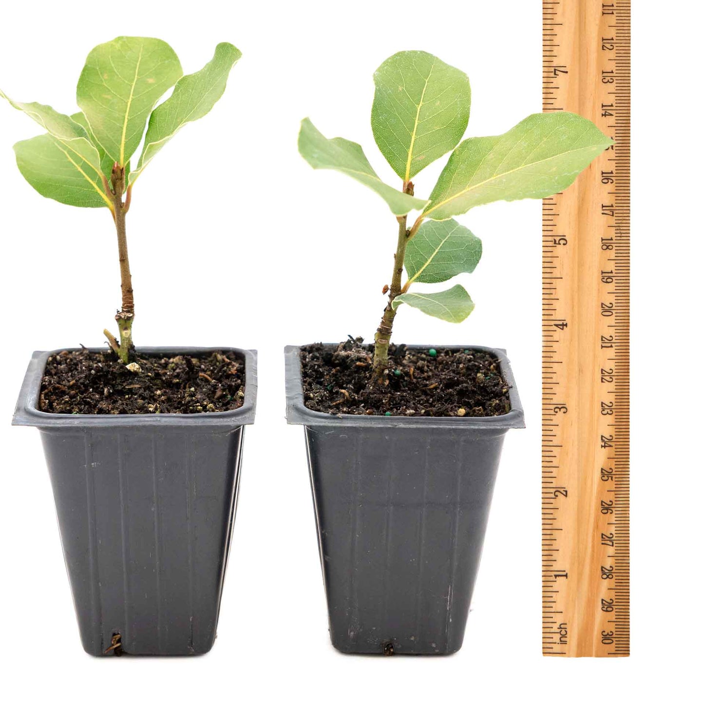 2 Saratoga Bay Laurel Plants in 3.5" Cubes | Aromatic Edible Evergreen Shrub | Culinary Herb for Hedges & Garden (Laurus nobilis 'Saratoga')