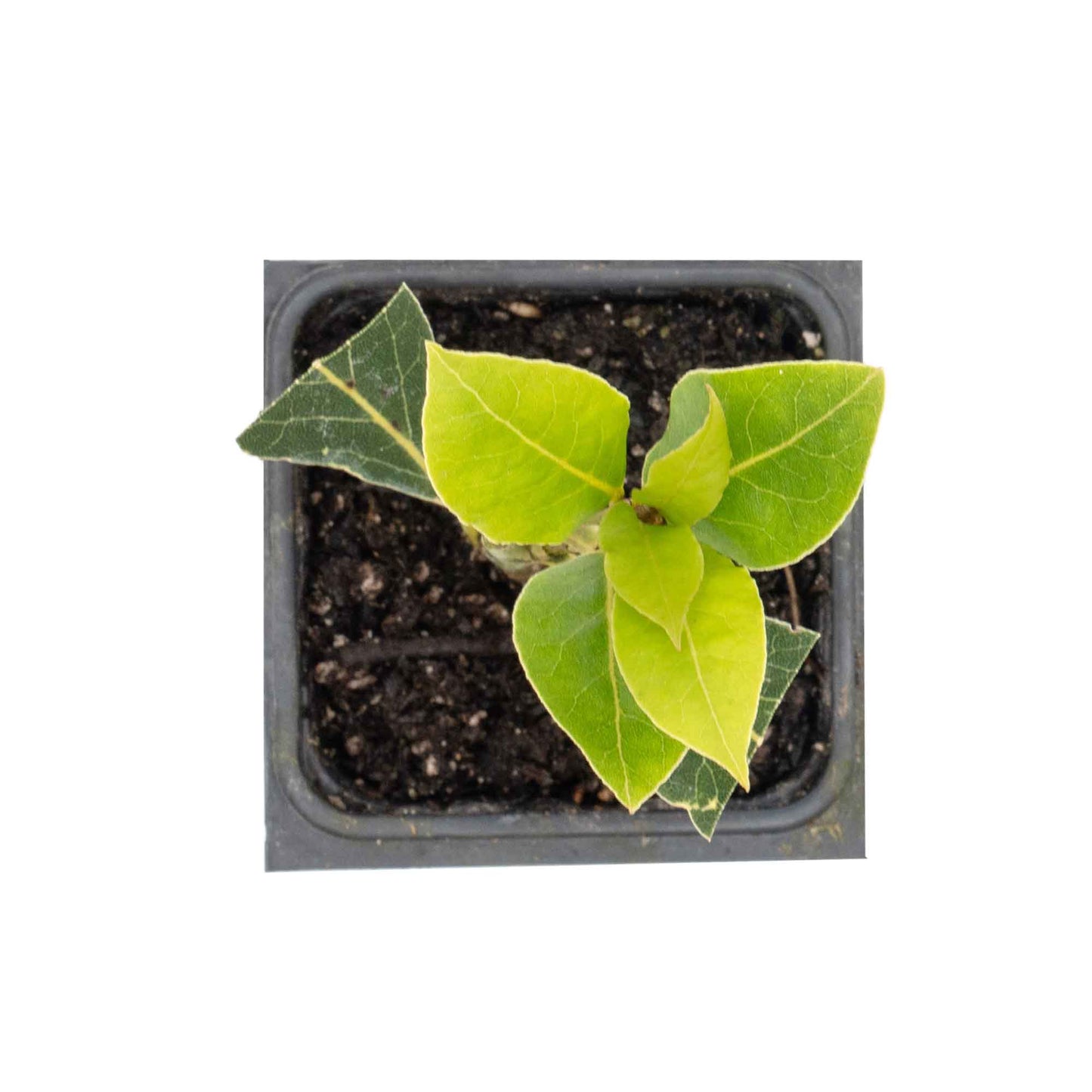 Bay Laurel (Laurus Nobilis) in 2.5 Inch Nursery Cubes
