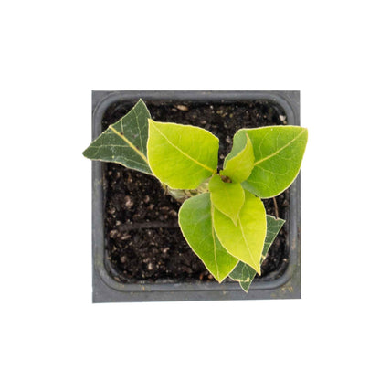Bay Laurel (Laurus Nobilis) in 2.5 Inch Nursery Cubes