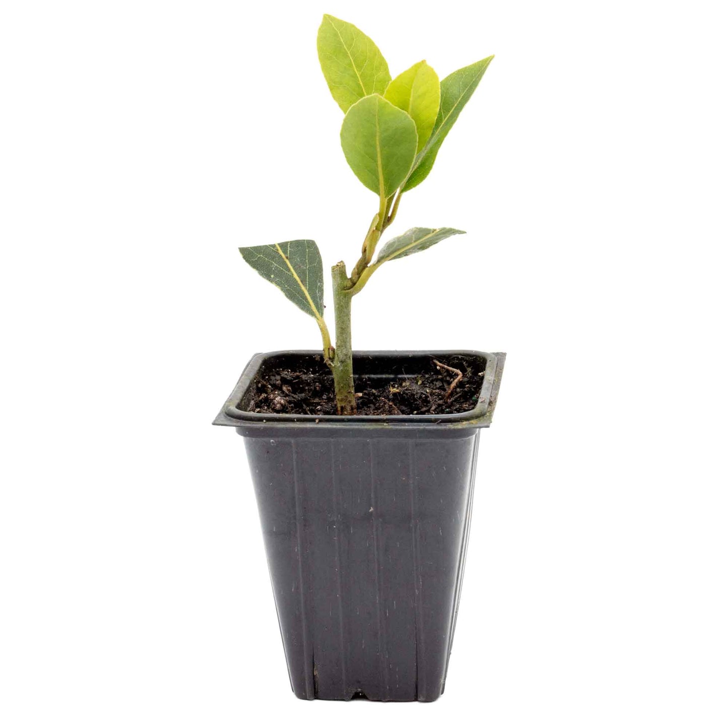 Bay Laurel (Laurus Nobilis) in 2.5 Inch Nursery Cubes