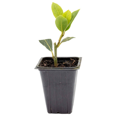 Bay Laurel (Laurus Nobilis) in 2.5 Inch Nursery Cubes
