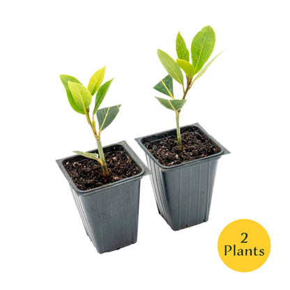 Bay Laurel (Laurus Nobilis) in 2.5 Inch Nursery Cubes