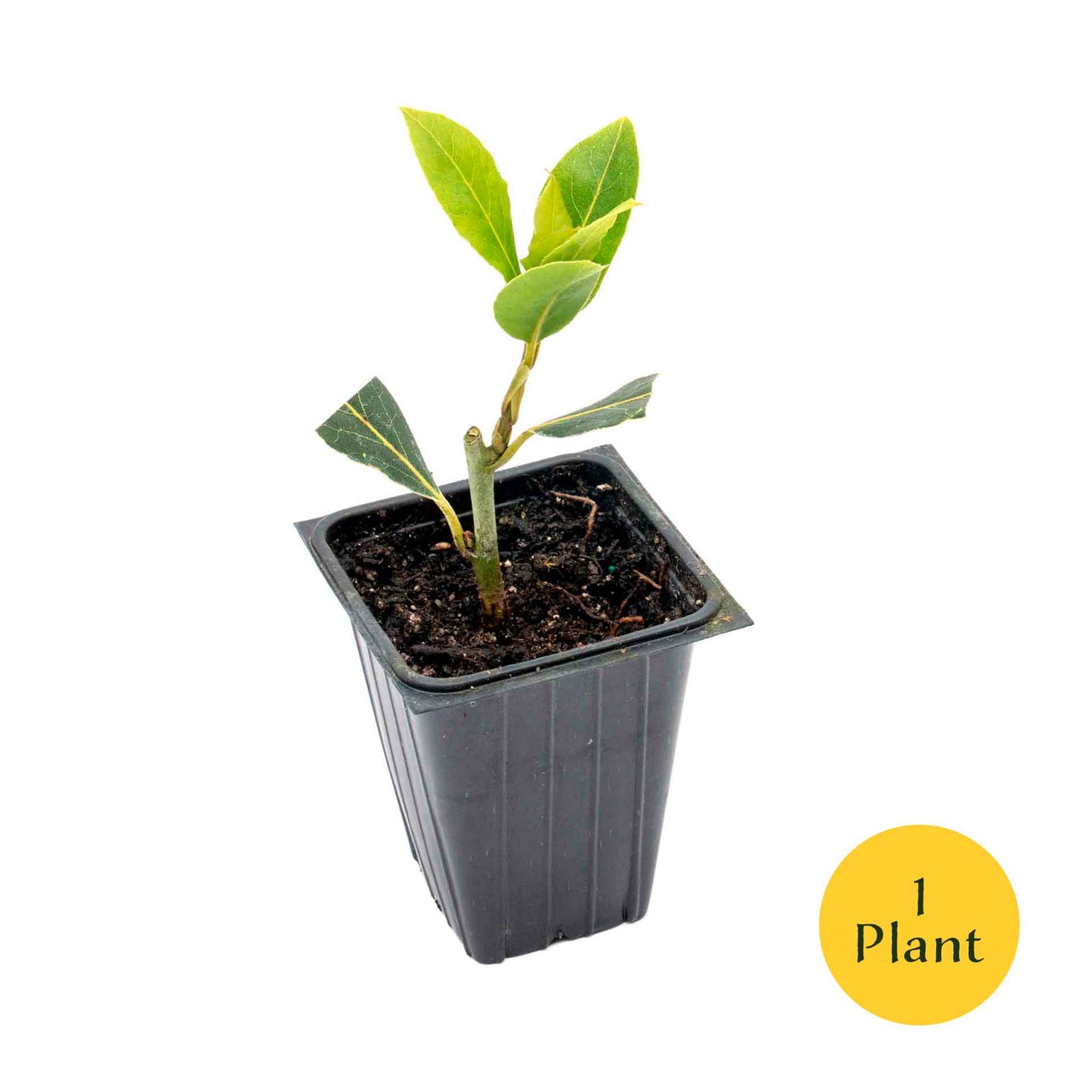 Bay Laurel (Laurus Nobilis) in 2.5 Inch Nursery Cubes