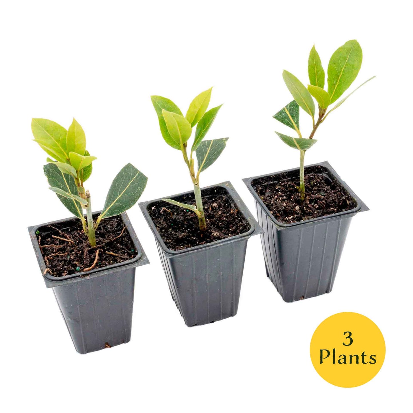 Bay Laurel (Laurus Nobilis) in 2.5 Inch Nursery Cubes